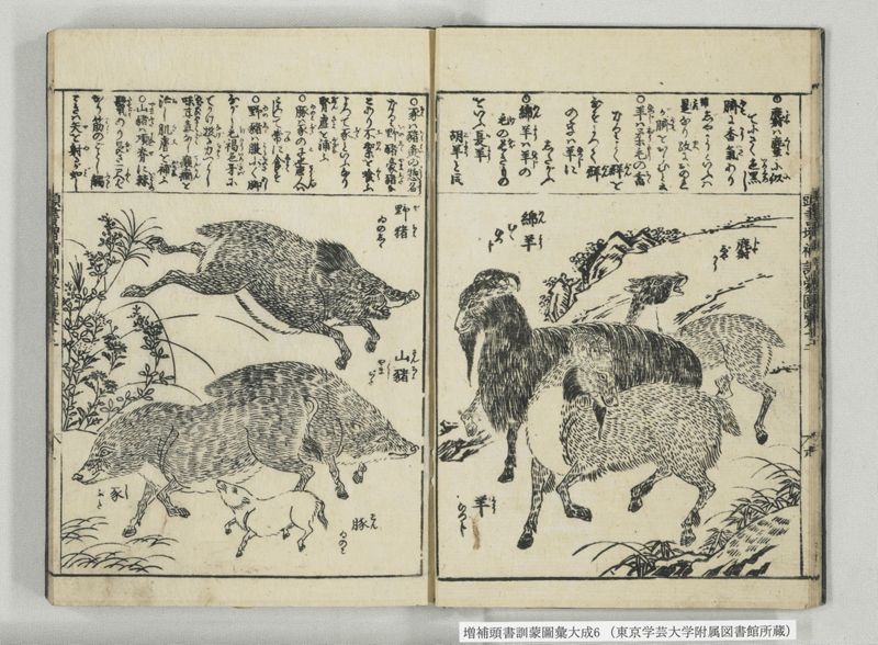 増補頭書訓蒙図彙大成 10巻 6:巻之12-13 - ページ 8