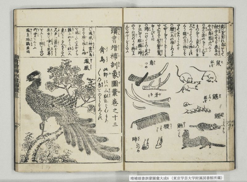 増補頭書訓蒙図彙大成 10巻 6:巻之12-13 - ページ 15