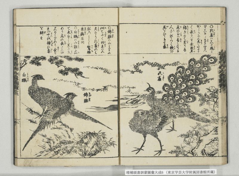 増補頭書訓蒙図彙大成 10巻 6:巻之12-13 - ページ 16