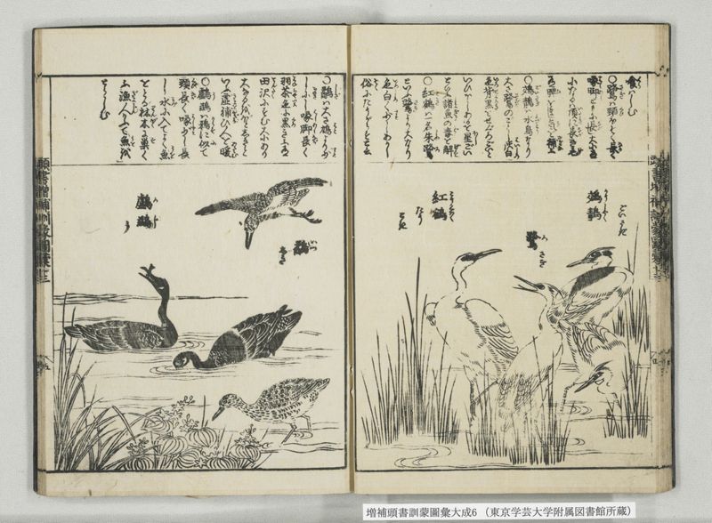 増補頭書訓蒙図彙大成 10巻 6:巻之12-13 - ページ 19