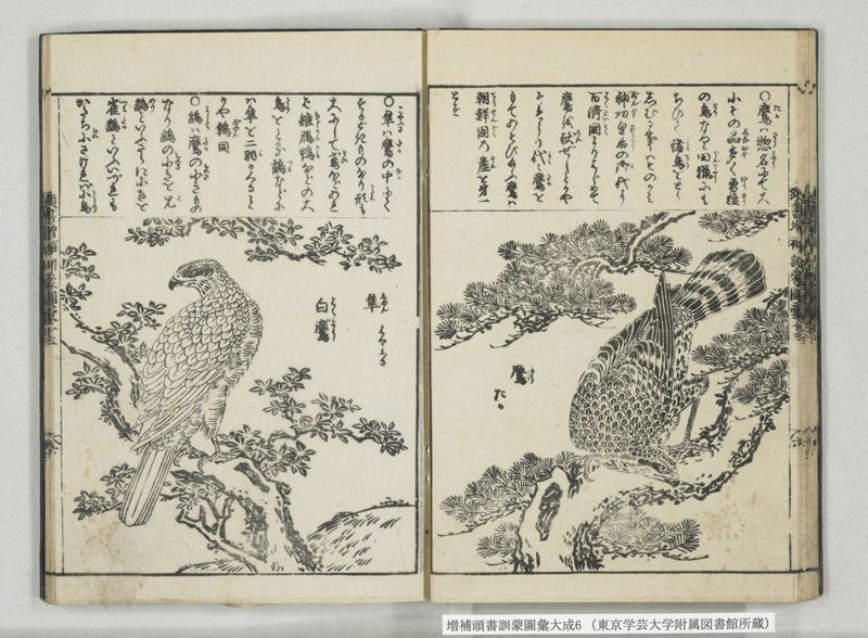 増補頭書訓蒙図彙大成 10巻 6:巻之12-13 - ページ 21