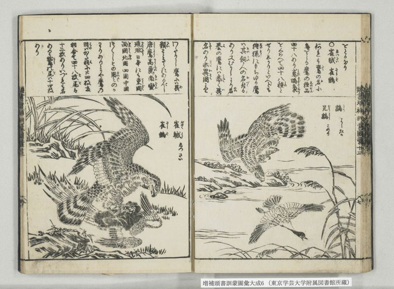 増補頭書訓蒙図彙大成 10巻 6:巻之12-13 - ページ 22