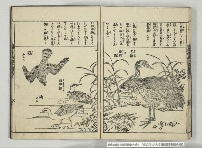 増補頭書訓蒙図彙大成 10巻 6:巻之12-13 - ページ 34