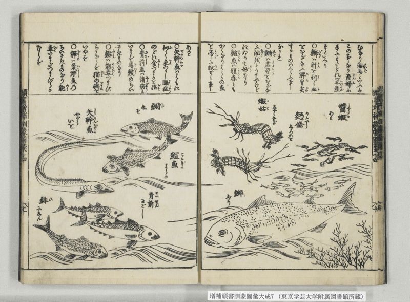 増補頭書訓蒙図彙大成 10巻 7:巻之14-16 - ページ 12