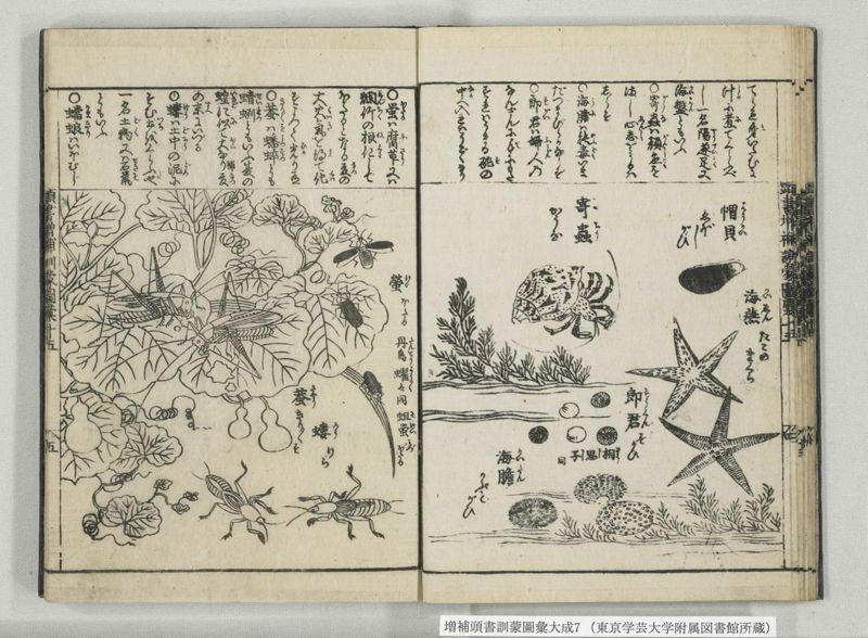 増補頭書訓蒙図彙大成 10巻 7:巻之14-16 - ページ 19