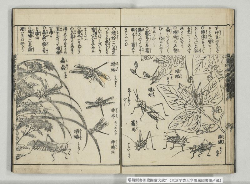 増補頭書訓蒙図彙大成 10巻 7:巻之14-16 - ページ 20