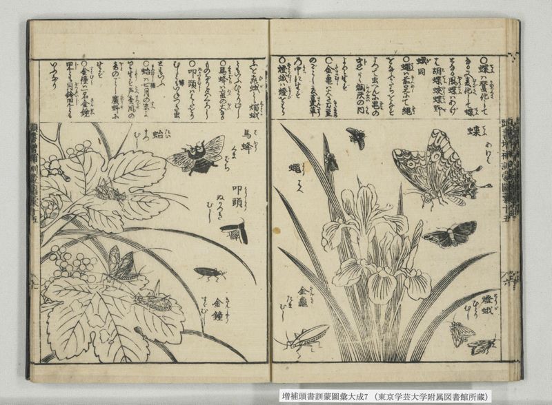 増補頭書訓蒙図彙大成 10巻 7:巻之14-16 - ページ 21
