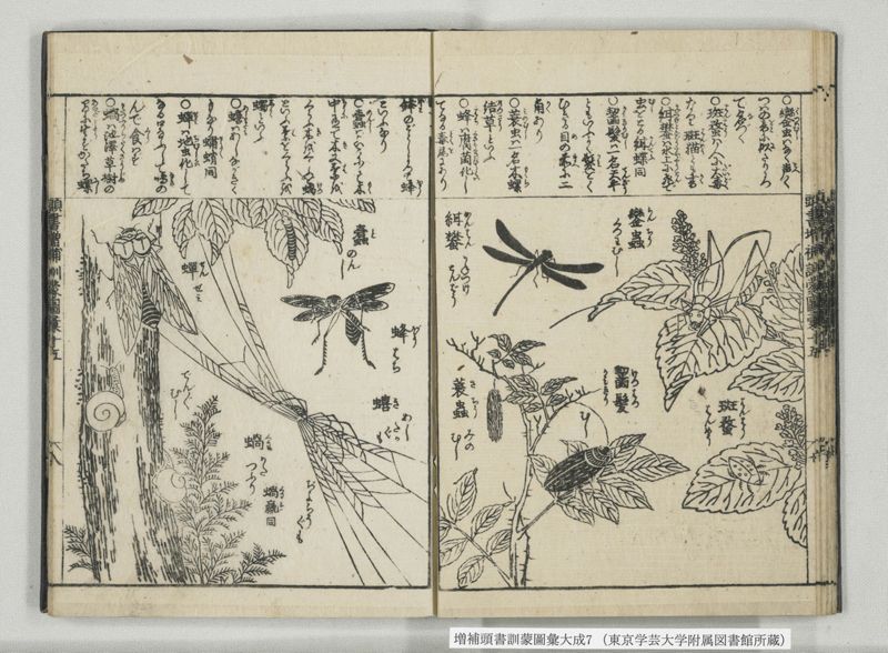 増補頭書訓蒙図彙大成 10巻 7:巻之14-16 - ページ 22