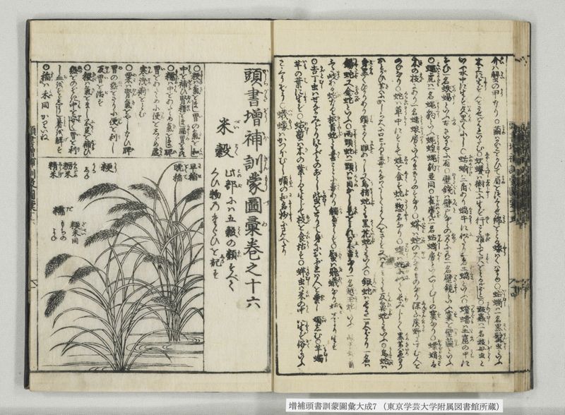 増補頭書訓蒙図彙大成 10巻 7:巻之14-16 - ページ 29