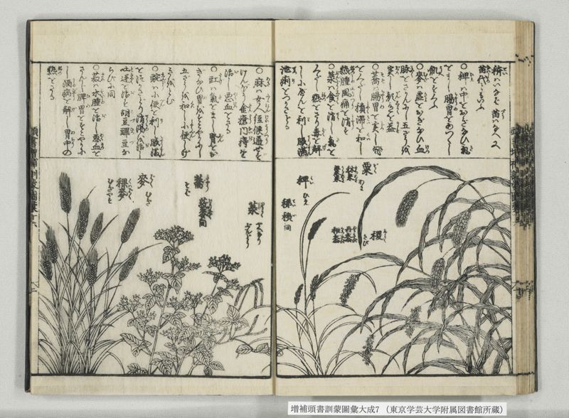 増補頭書訓蒙図彙大成 10巻 7:巻之14-16 - ページ 30