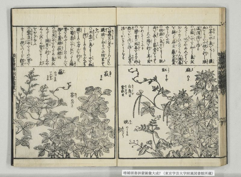 増補頭書訓蒙図彙大成 10巻 7:巻之14-16 - ページ 31