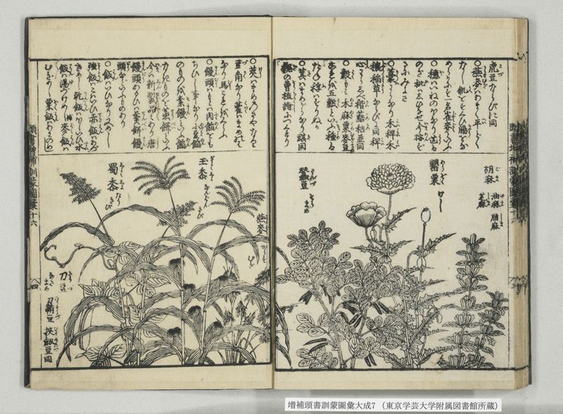 増補頭書訓蒙図彙大成 10巻 7:巻之14-16 - ページ 32