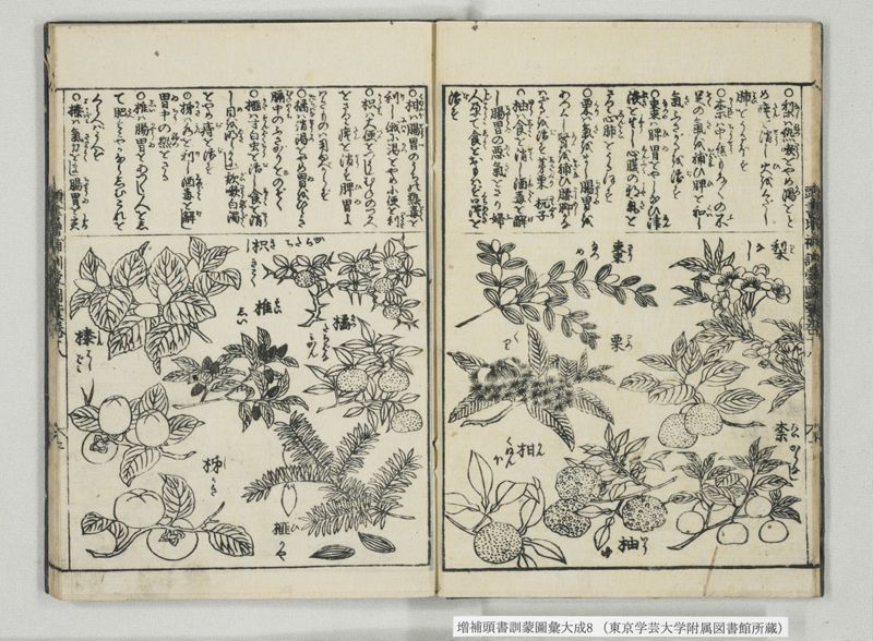 増補頭書訓蒙図彙大成 10巻 8:巻之17-19 - ページ 9