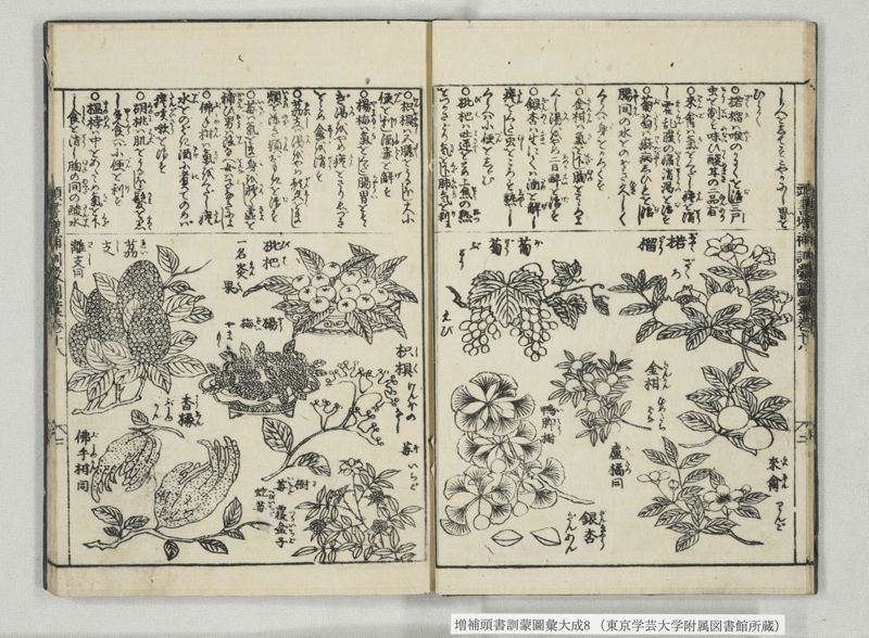 増補頭書訓蒙図彙大成 10巻 8:巻之17-19 - ページ 10