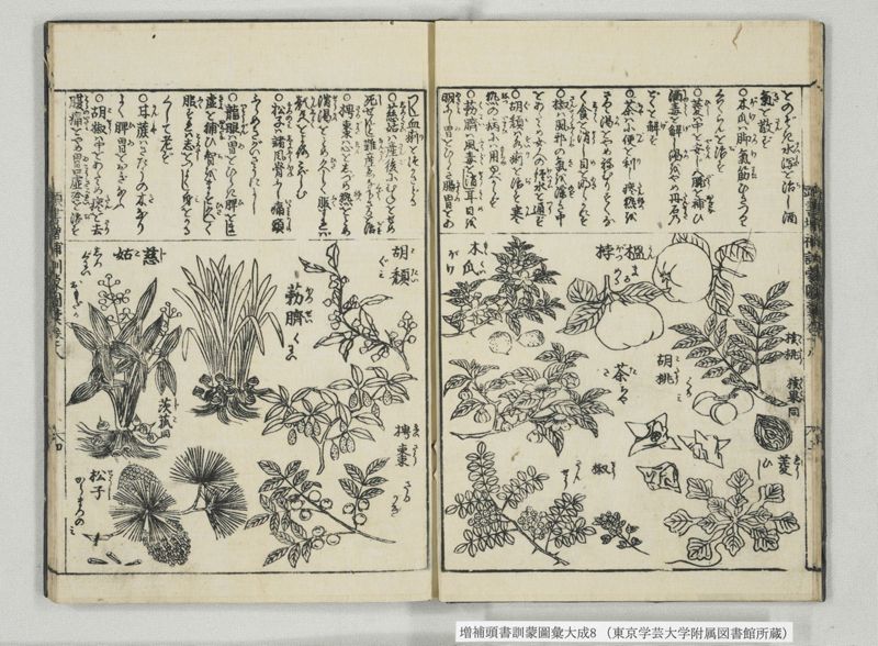 増補頭書訓蒙図彙大成 10巻 8:巻之17-19 - ページ 11