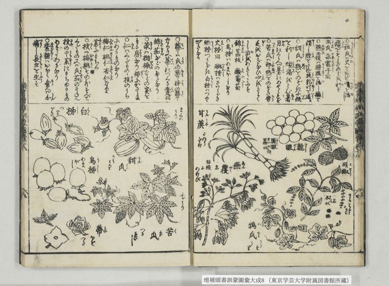 増補頭書訓蒙図彙大成 10巻 8:巻之17-19 - ページ 12