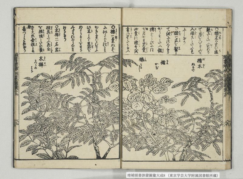 増補頭書訓蒙図彙大成 10巻 8:巻之17-19 - ページ 21
