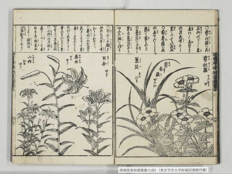 増補頭書訓蒙図彙大成 10巻 9:巻之20 - ページ 6