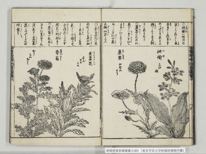 増補頭書訓蒙図彙大成 10巻 9:巻之20 - ページ 7