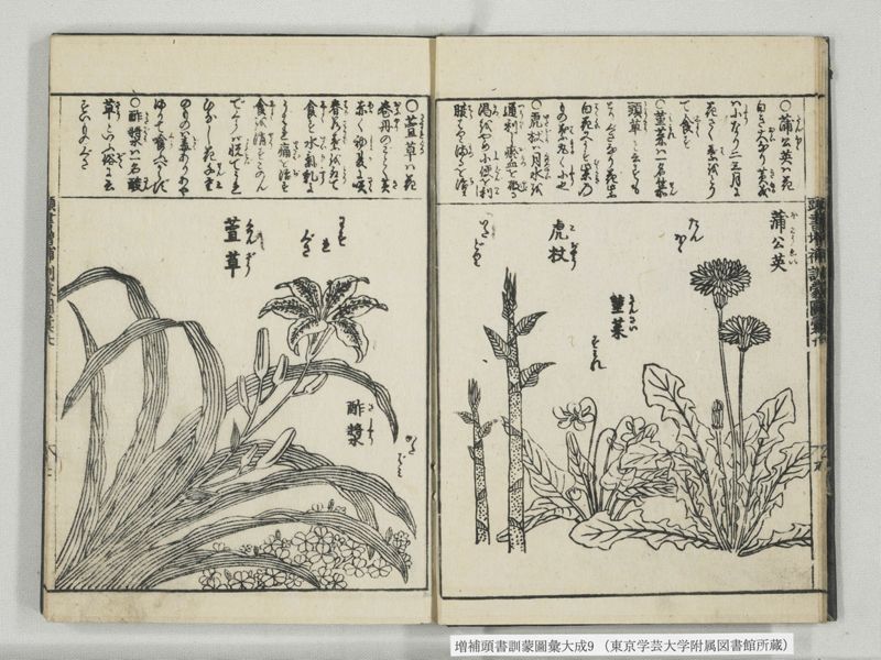 増補頭書訓蒙図彙大成 10巻 9:巻之20 - ページ 8