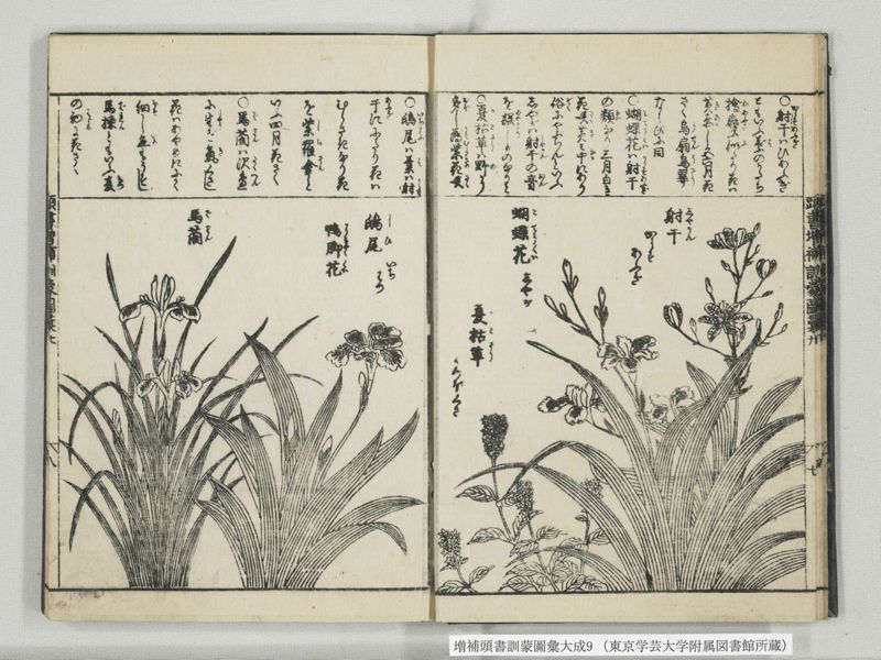 増補頭書訓蒙図彙大成 10巻 9:巻之20 - ページ 9