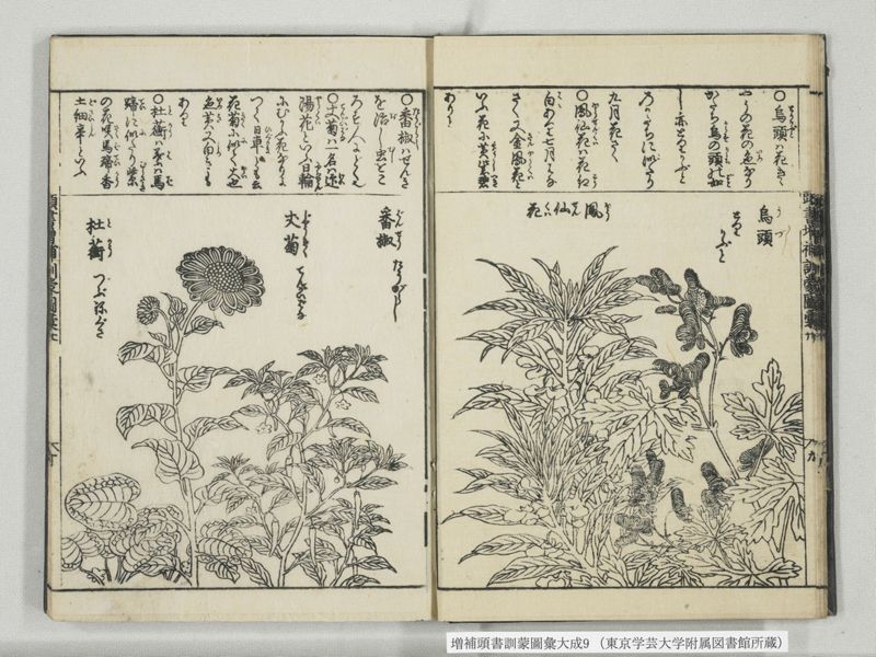 増補頭書訓蒙図彙大成 10巻 9:巻之20 - ページ 11