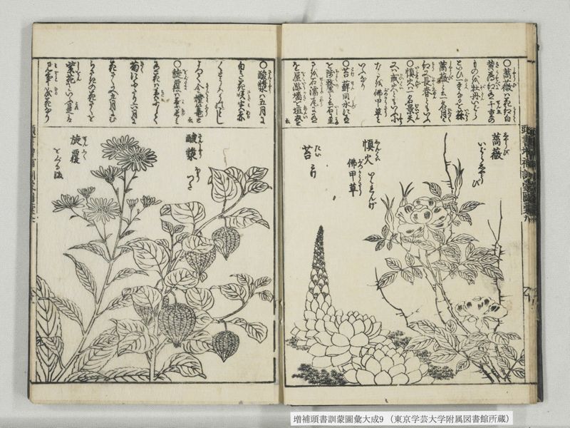 増補頭書訓蒙図彙大成 10巻 9:巻之20 - ページ 12