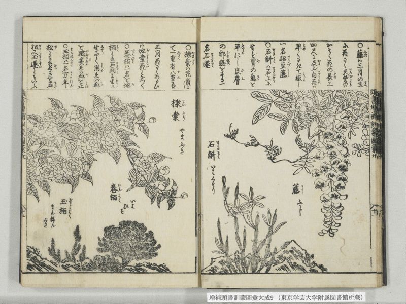 増補頭書訓蒙図彙大成 10巻 9:巻之20 - ページ 13