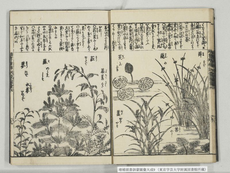 増補頭書訓蒙図彙大成 10巻 9:巻之20 - ページ 15