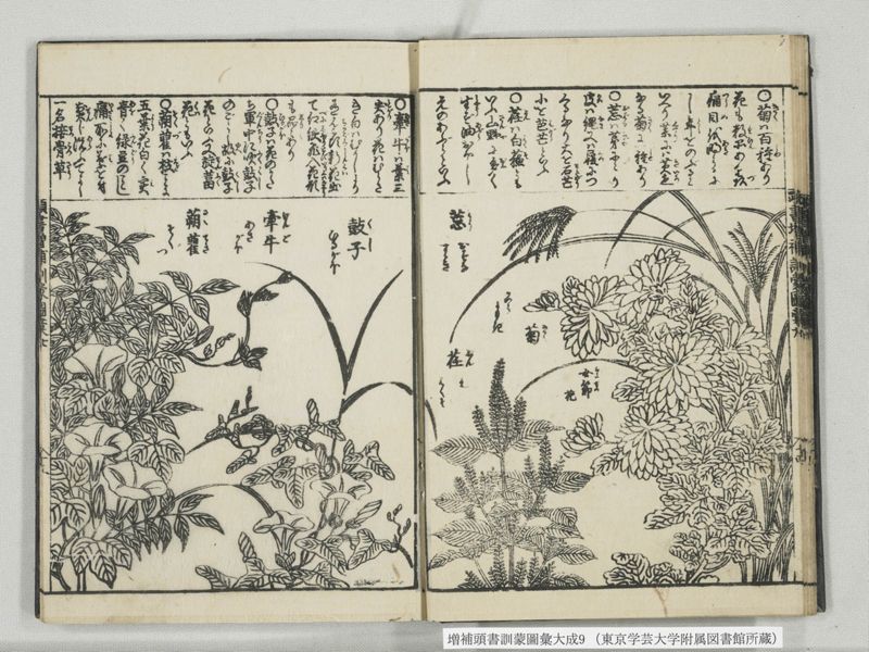 増補頭書訓蒙図彙大成 10巻 9:巻之20 - ページ 16
