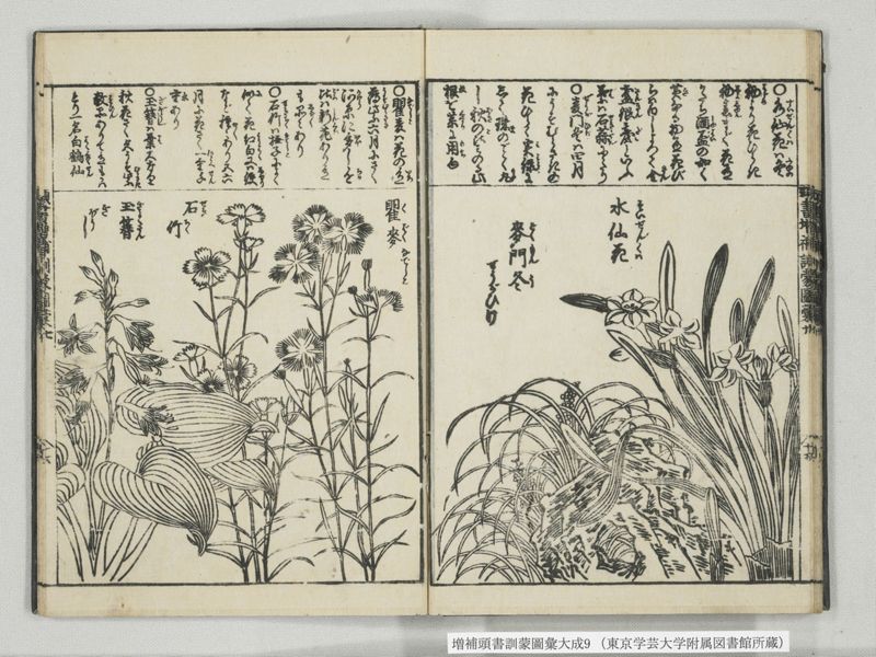 増補頭書訓蒙図彙大成 10巻 9:巻之20 - ページ 17