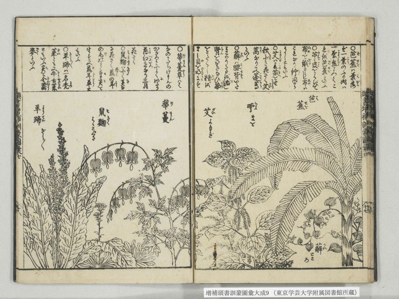 増補頭書訓蒙図彙大成 10巻 9:巻之20 - ページ 19