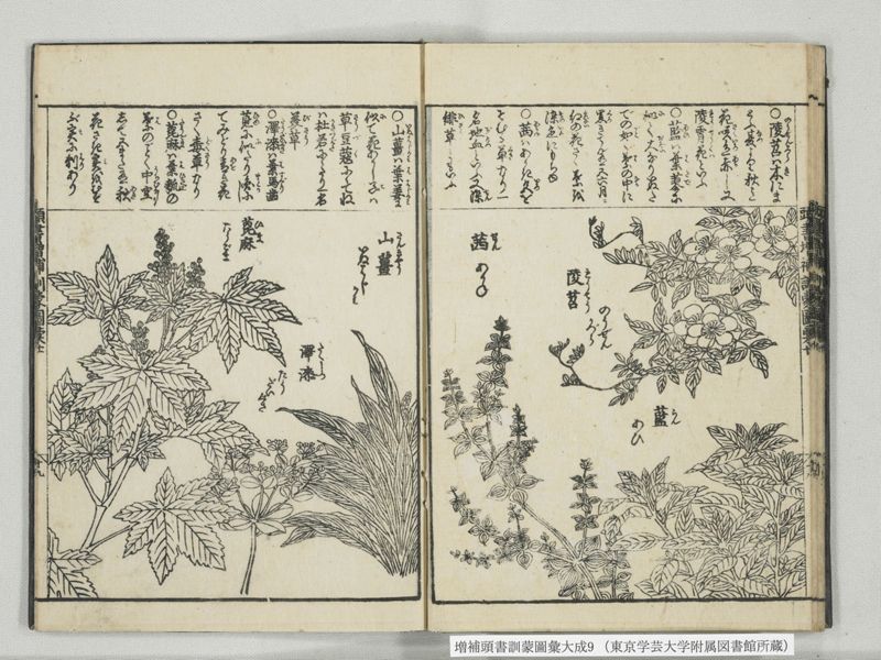 増補頭書訓蒙図彙大成 10巻 9:巻之20 - ページ 20