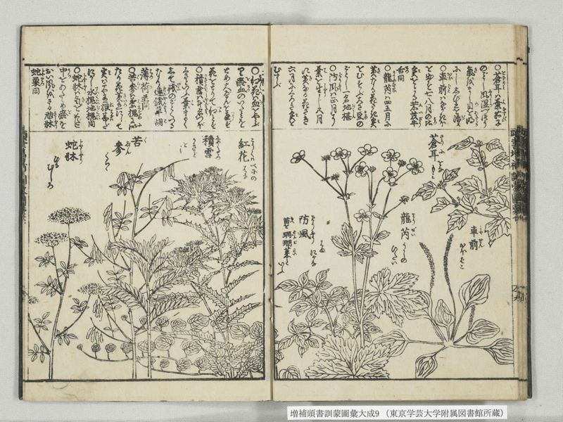 増補頭書訓蒙図彙大成 10巻 9:巻之20 - ページ 21