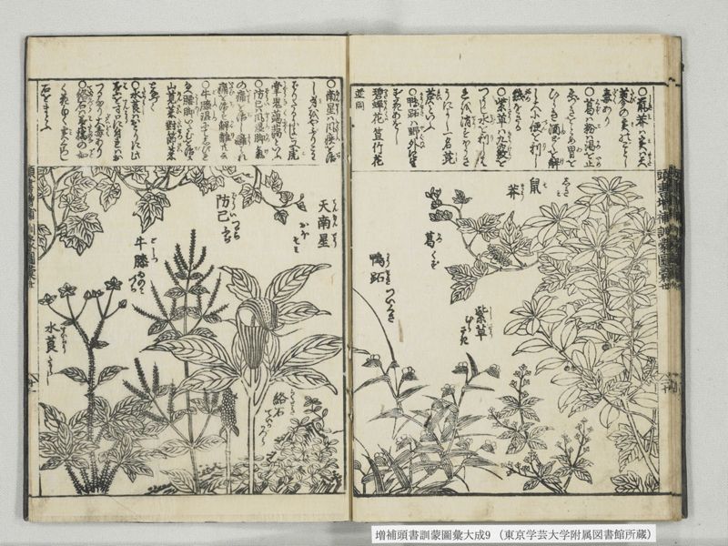増補頭書訓蒙図彙大成 10巻 9:巻之20 - ページ 22