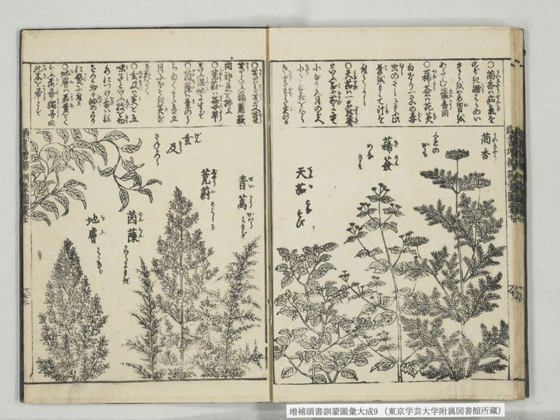 増補頭書訓蒙図彙大成 10巻 9:巻之20 - ページ 23