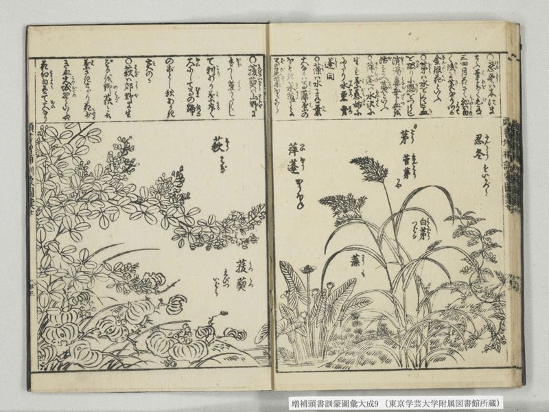 増補頭書訓蒙図彙大成 10巻 9:巻之20 - ページ 24