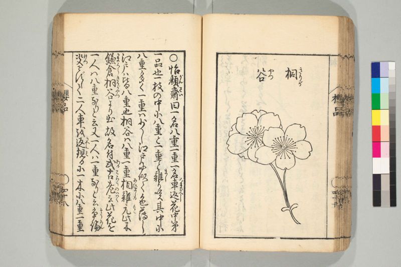 桜品 - ページ 50