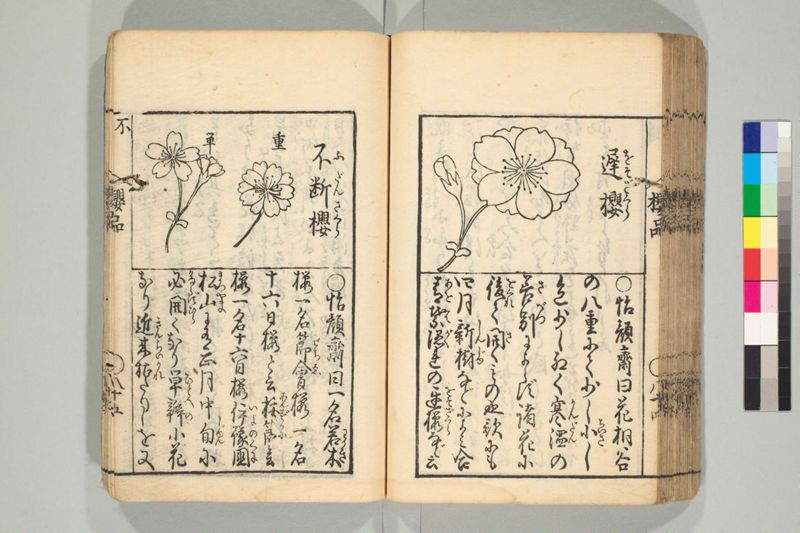 桜品 - ページ 87